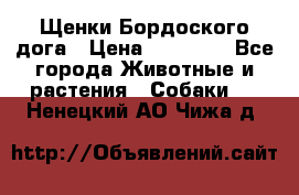Щенки Бордоского дога › Цена ­ 60 000 - Все города Животные и растения » Собаки   . Ненецкий АО,Чижа д.